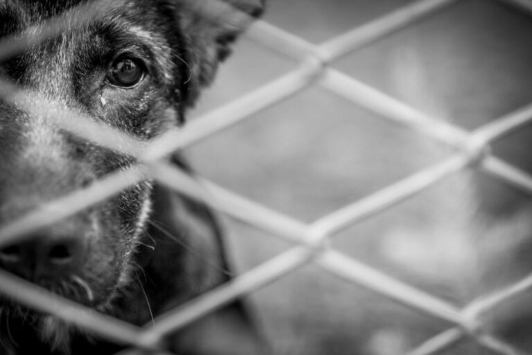 Protestos contra maus-tratos em animais se espalham por SP