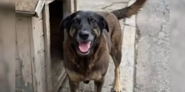 Jovens poetizam sobre o caso do cão Orelha