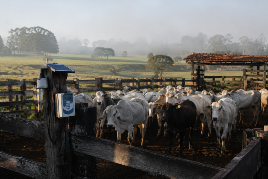 Produtores rurais de SP devem atualizar rebanhos no sistema Gedave até 11 de maio