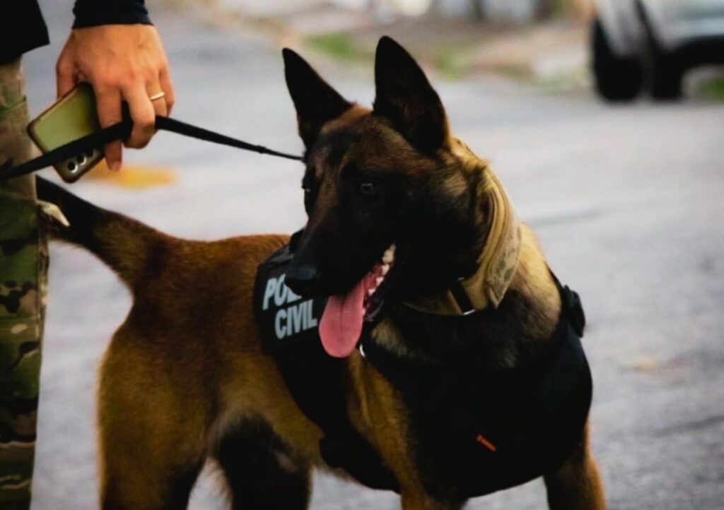 REGULAMENTAÇÃO DO USO DE CÃES PELA POLÍCIA CIVIL